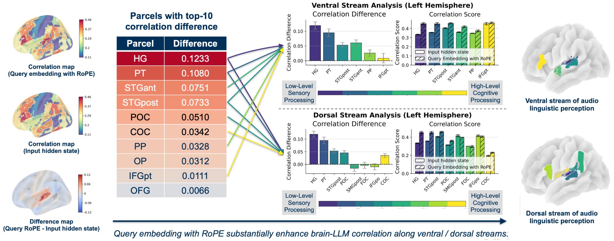 RoPE alignment along ventral and dorsal auditory streams