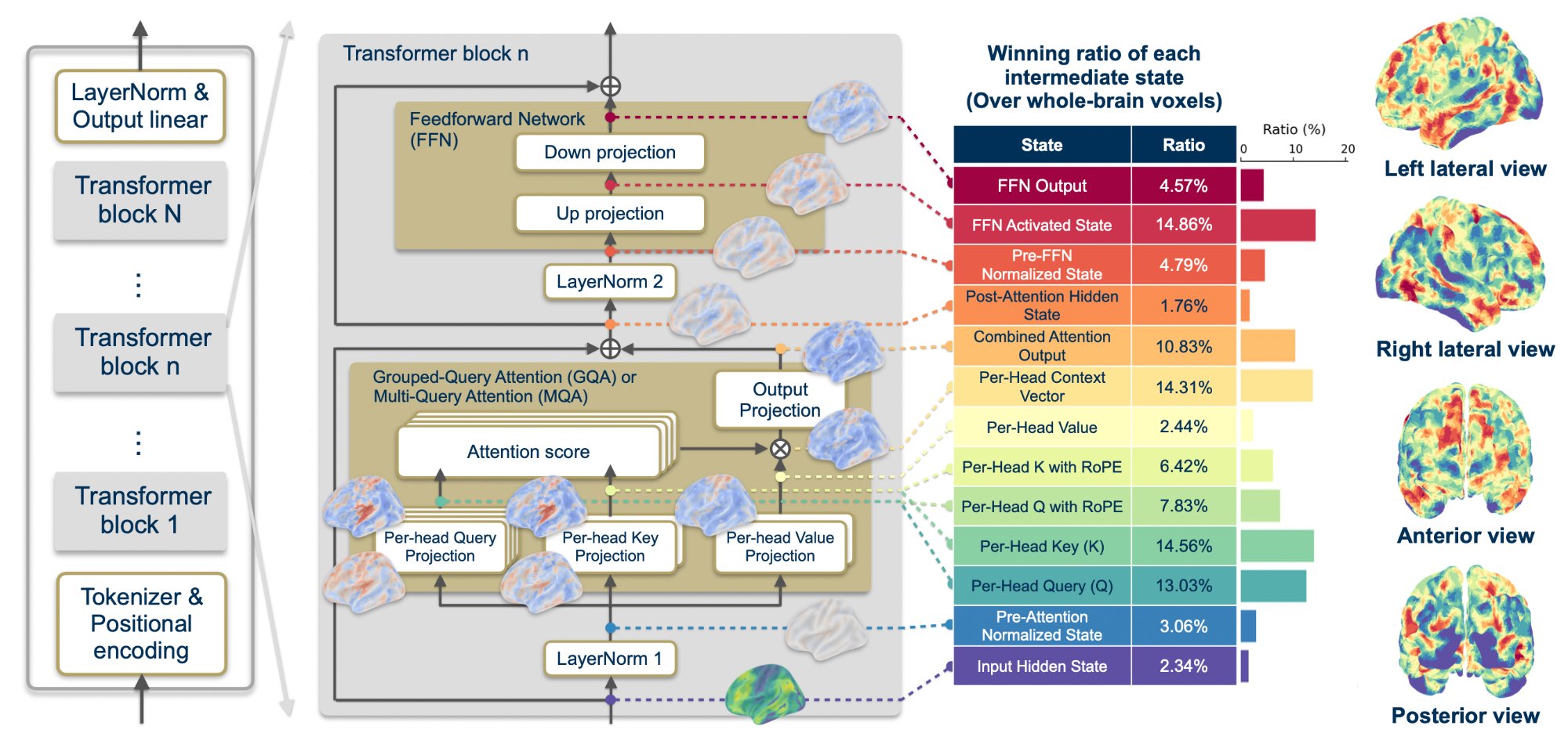 MindTransformer Framework Overview — 13 intermediate states extracted from each transformer block